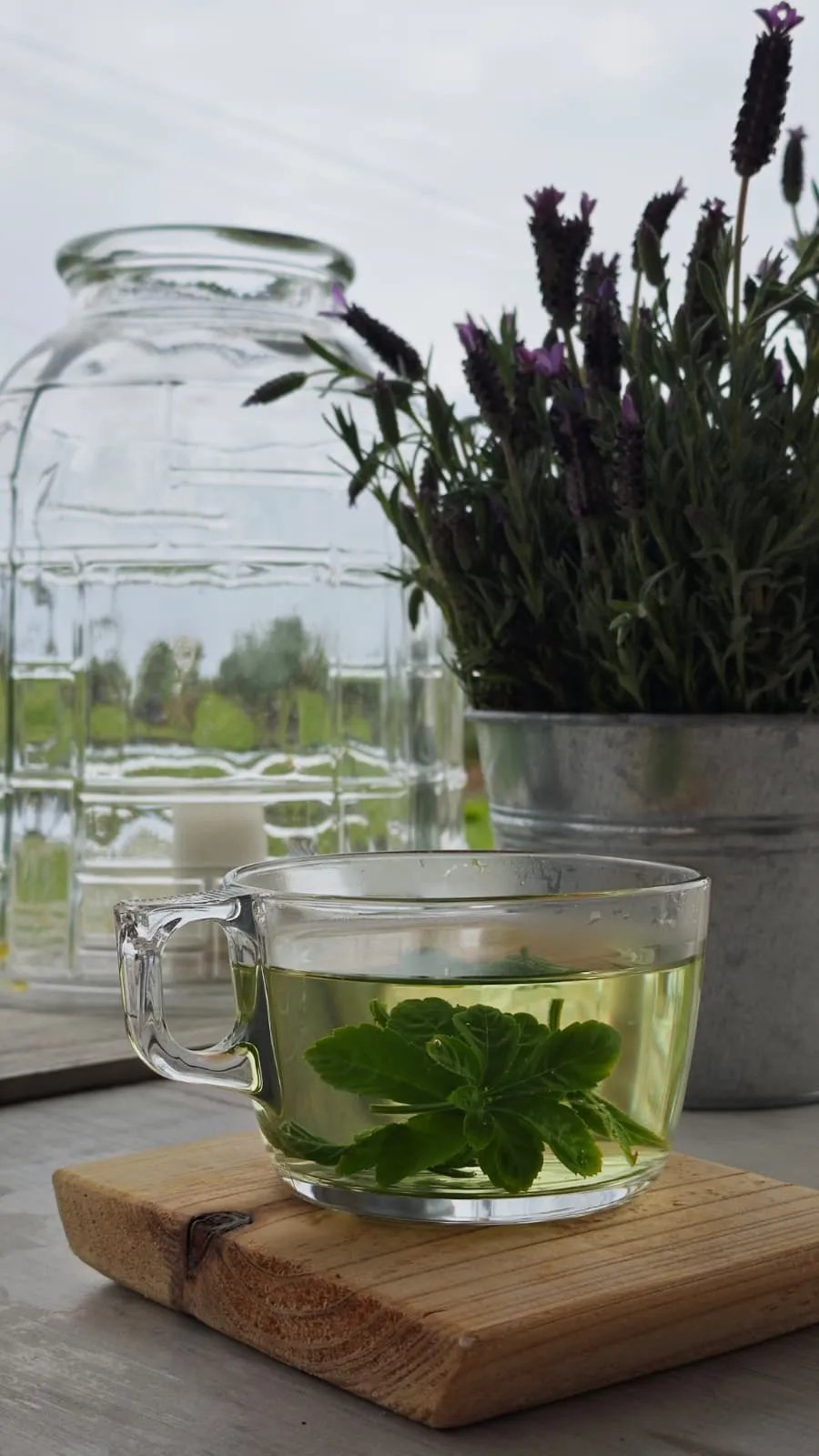 Jiaogulan Tea ~ The ImmortaliTea  100% Azorean-grown adaptogenic herb of vitality and balance.