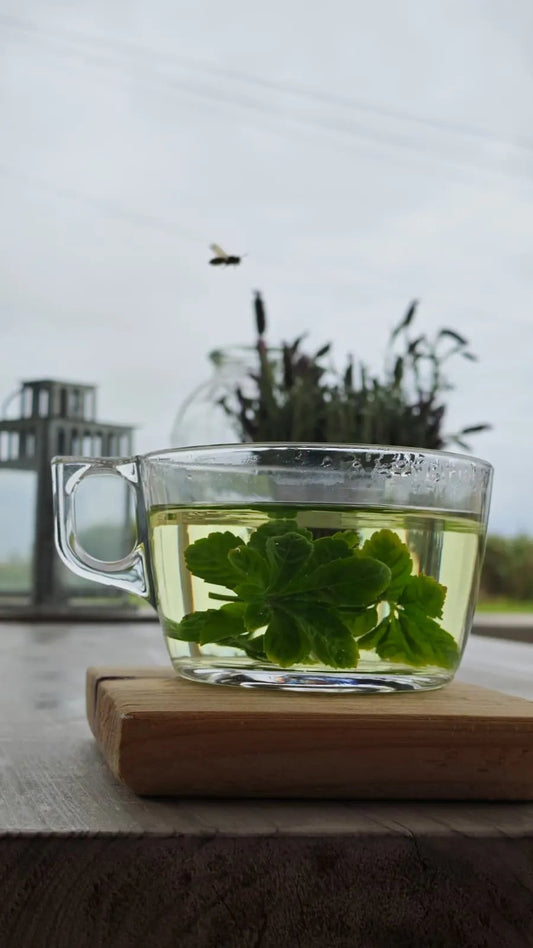 Jiaogulan Tea ~ The ImmortaliTea  100% Azorean-grown adaptogenic herb of vitality and balance.