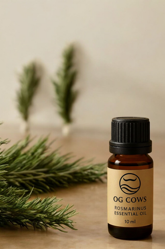 Rosemary ~ The Flame of Memory 100 % Azorean Essential Oil