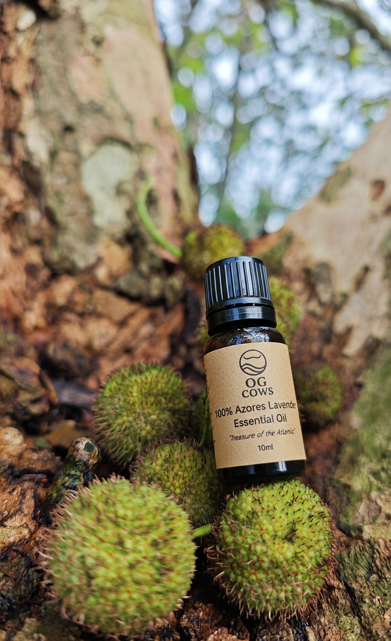 Lavender ~ The Calm of the Island  100 % Azorean Essential Oil