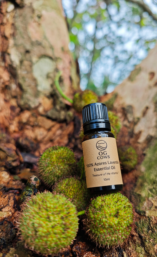 Lavender ~ The Calm of the Island  100 % Azorean Essential Oil