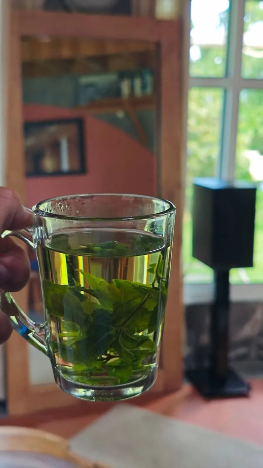 Jiaogulan Tea ~ The ImmortaliTea  100% Azorean-grown adaptogenic herb of vitality and balance.