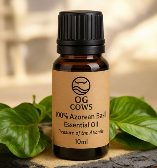 Basil ~ The Spirit of Clarity  100 % Azorean Essential Oil