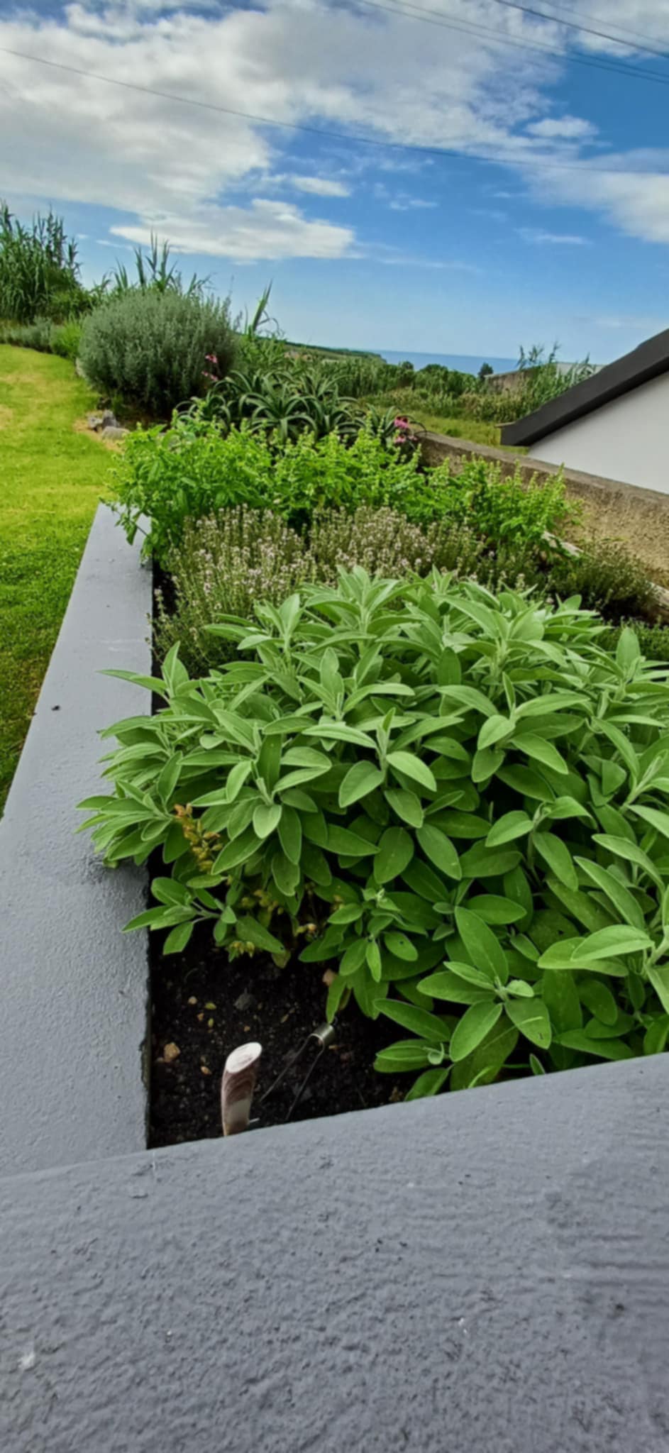 OG Cows ~ Azorean Dry Herbs Collection (20g)