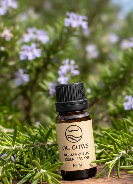 Rosemary ~ The Flame of Memory  100 % Azorean Essential Oil