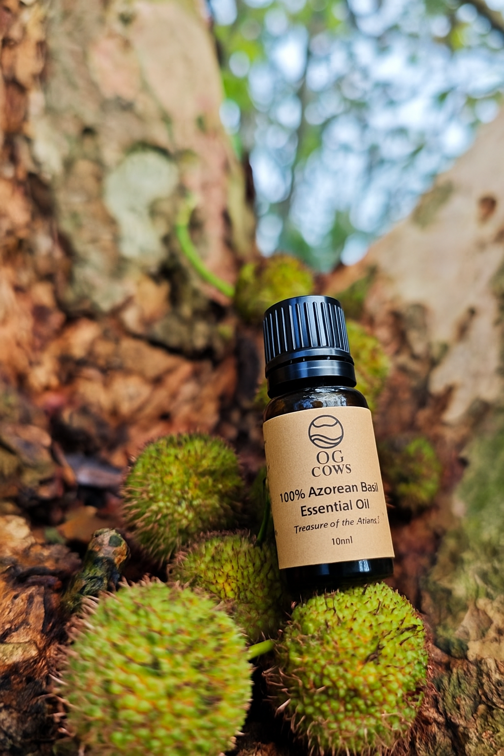 Basil ~ The Spirit of Clarity  100 % Azorean Essential Oil