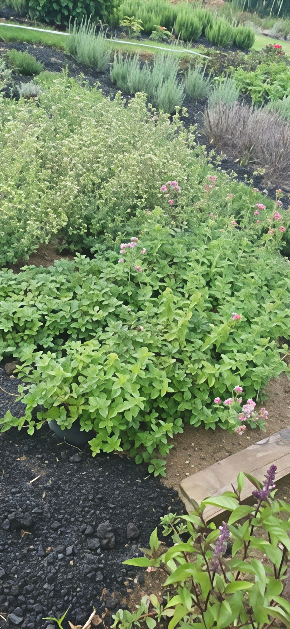 OG Cows ~ Azorean Dry Herbs Collection (20g)